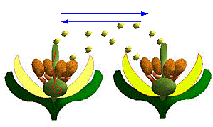 التّكاثر الزّهري by douaazeinab - Illustrated by زينب عزّونة و دعاء الحامي   - Ourboox.com