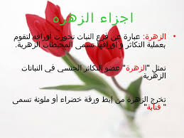 الزهرة by yessineraboudi - Illustrated by ياسين الرّبّودي ،عزيز الغضبان،يوسف مامي س 6 - Ourboox.com