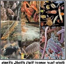 السلسلة الغذائيّة by azerbousselmi - Illustrated by آزر البوسالمي مهدي عمّار ياسين العبيدي 6 - Ourboox.com