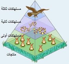 السلسلة الغذائيّة by azerbousselmi - Illustrated by آزر البوسالمي مهدي عمّار ياسين العبيدي 6 - Ourboox.com