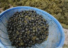 السلسلة الغذائيّة by azerbousselmi - Illustrated by آزر البوسالمي مهدي عمّار ياسين العبيدي 6 - Ourboox.com