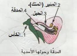 الزهرة by yessineraboudi - Illustrated by ياسين الرّبّودي ،عزيز الغضبان،يوسف مامي س 6 - Ourboox.com