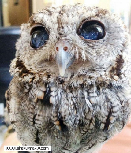 معلومات عن البومه by hawa - Ourboox.com