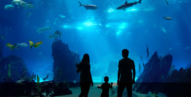 דָג מַחְלִיף צְבָעִים by Adi Yossef - Ourboox.com