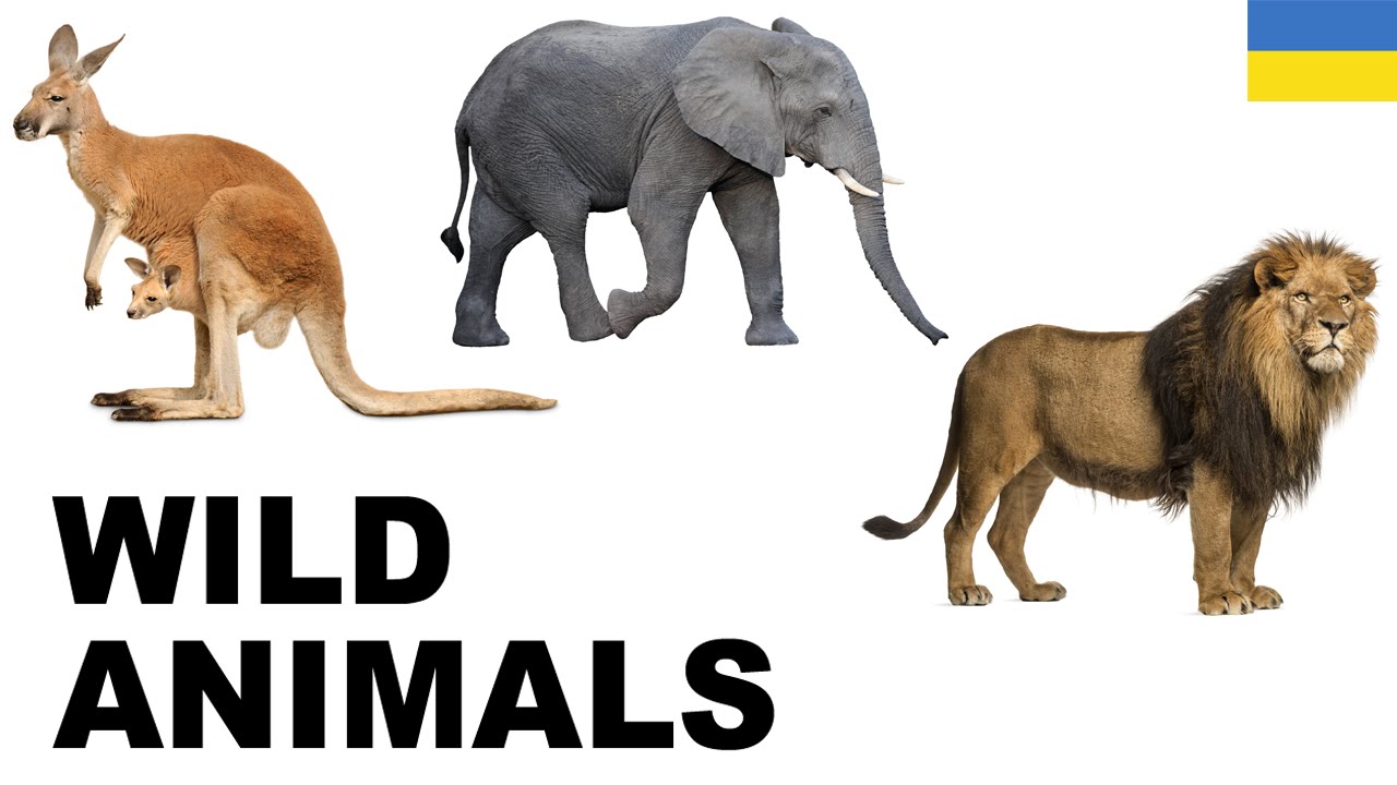 Animal Planet by Yulia - Illustrated by Барановська Тетяна, Горбонос Аделіна, Йордан Юлія - Ourboox.com