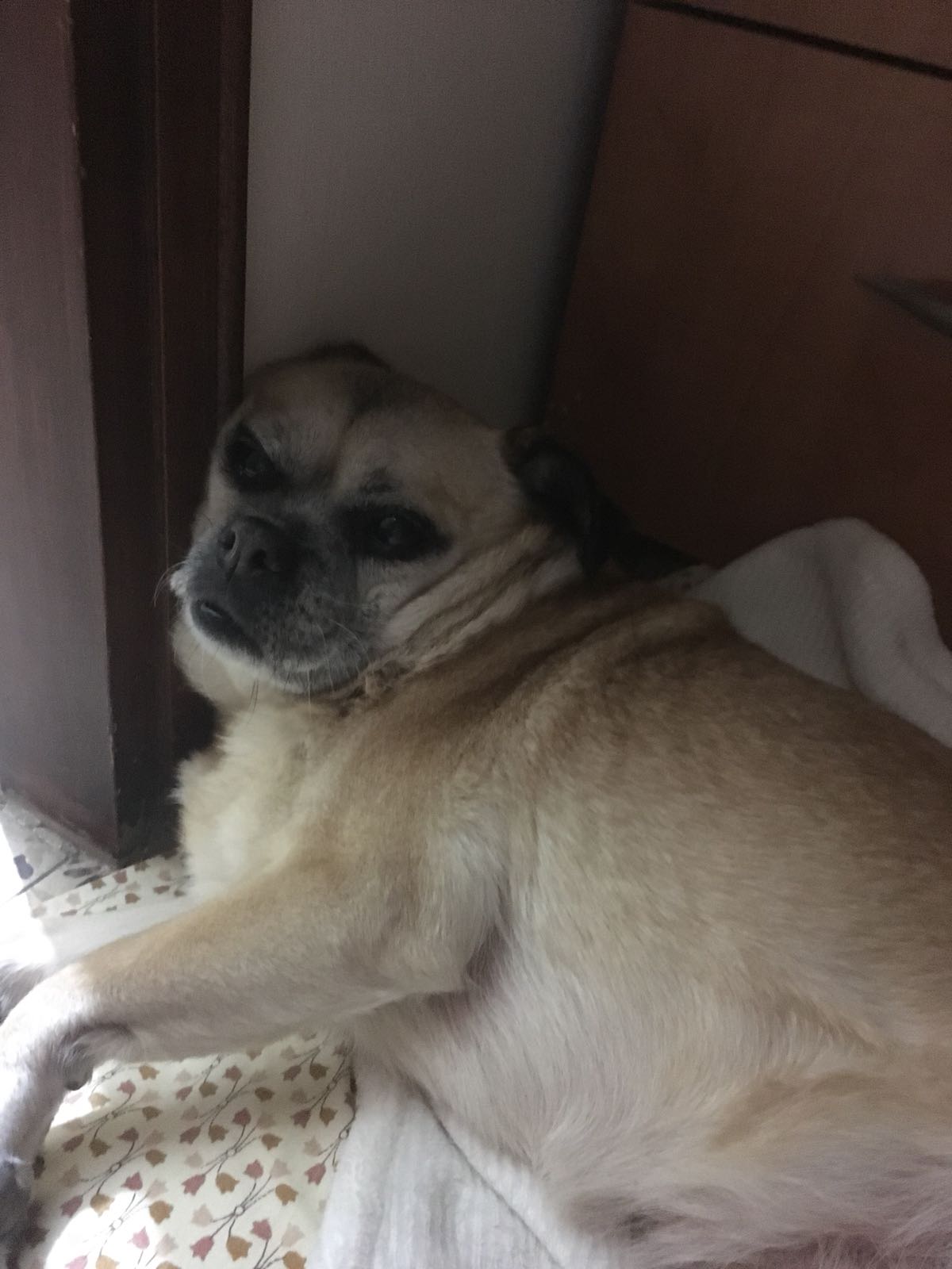 באצ’י by hagar negev - Illustrated by יהונתן רם - Ourboox.com