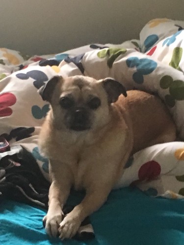 באצ’י by hagar negev - Illustrated by יהונתן רם - Ourboox.com