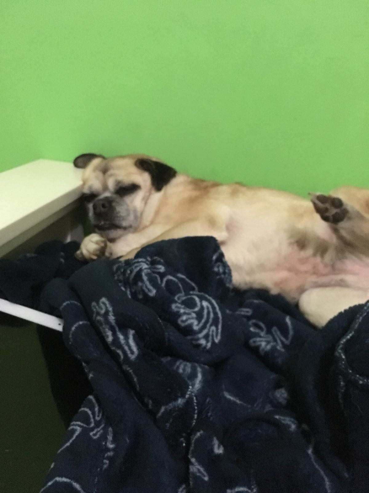 באצ’י by hagar negev - Illustrated by יהונתן רם - Ourboox.com