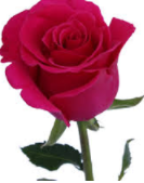 A Roše for you by Emma Terrell - Ourboox.com