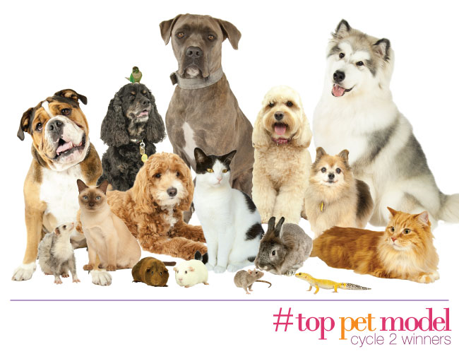 חיות מחמד by shshshsh - Illustrated by אמור לובציק כיתה ה 2 - Ourboox.com