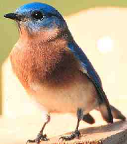 عصفور من البركان