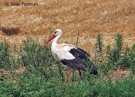 الطيور by Zahrh - Ourboox.com