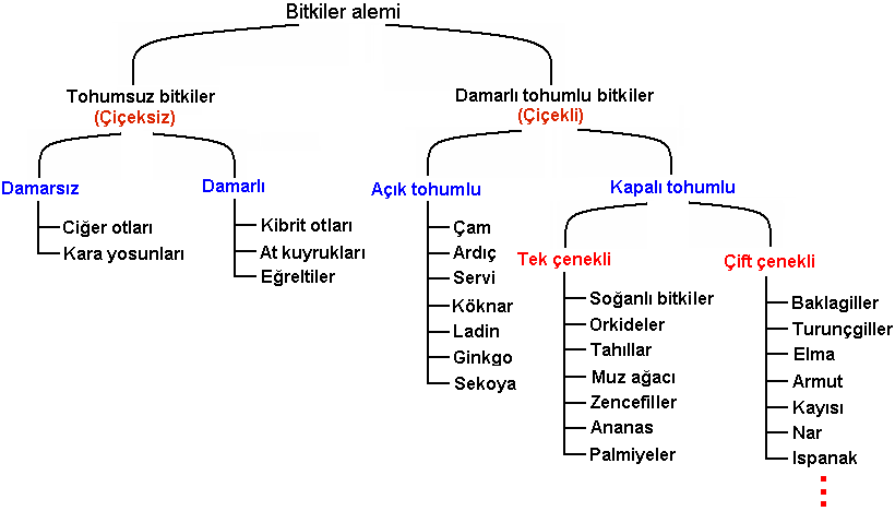BİTKİLER ALEMİ by aslı türkoğlu - Ourboox.com