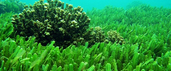 BİTKİLER ALEMİ by aslı türkoğlu - Ourboox.com