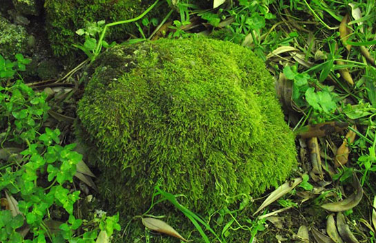 BİTKİLER ALEMİ by aslı türkoğlu - Ourboox.com