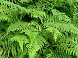 BİTKİLER ALEMİ by aslı türkoğlu - Ourboox.com