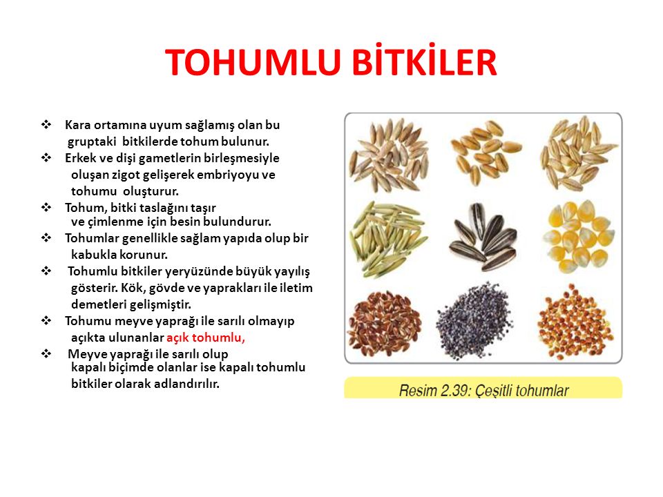 BİTKİLER ALEMİ by aslı türkoğlu - Ourboox.com