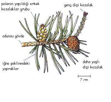 BİTKİLER ALEMİ by aslı türkoğlu - Ourboox.com