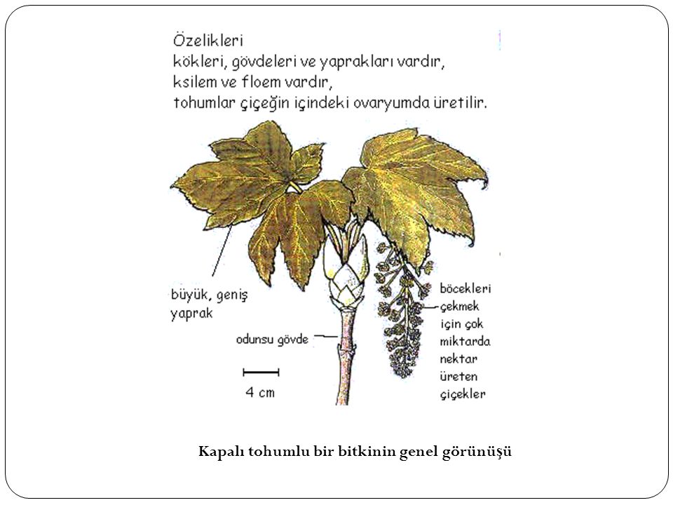 BİTKİLER ALEMİ by aslı türkoğlu - Ourboox.com