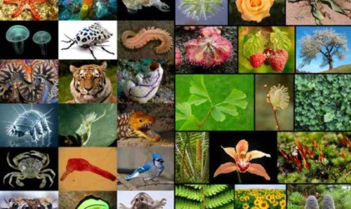 الكائنات الحية الحزينة by shimaa bdarneh - Ourboox.com