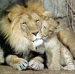 Sammy the lion by arbel doron - Illustrated by Shahar & Arbel - Ourboox.com