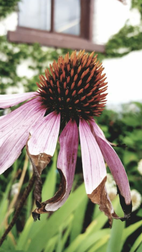 Mckayla is a Genius by McKayla - Ourboox.com