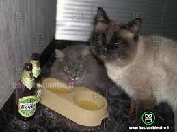 the drunk cat by mOnsef matteo riccardo - Ourboox.com