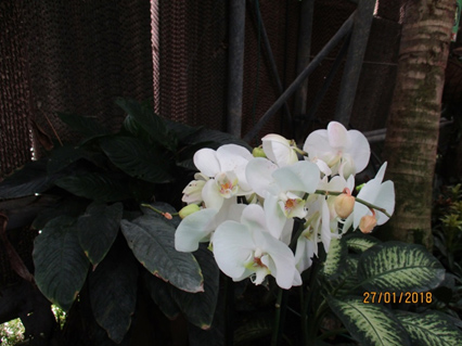 פרויקט עיוני בצילום by shahar smoelov - Illustrated by שחר שמואלוב - Ourboox.com