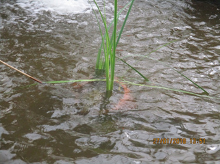 פרויקט עיוני בצילום by shahar smoelov - Illustrated by שחר שמואלוב - Ourboox.com