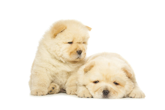 כלבי צאו צאו by shshsh - Ourboox.com