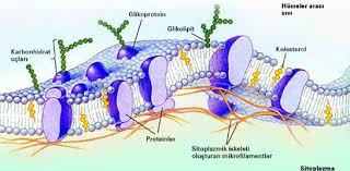 HÜCRE by Alpar Süzen - Ourboox.com