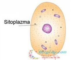 HÜCRE by Alpar Süzen - Ourboox.com