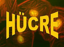 HÜCRE by Alpar Süzen - Ourboox.com