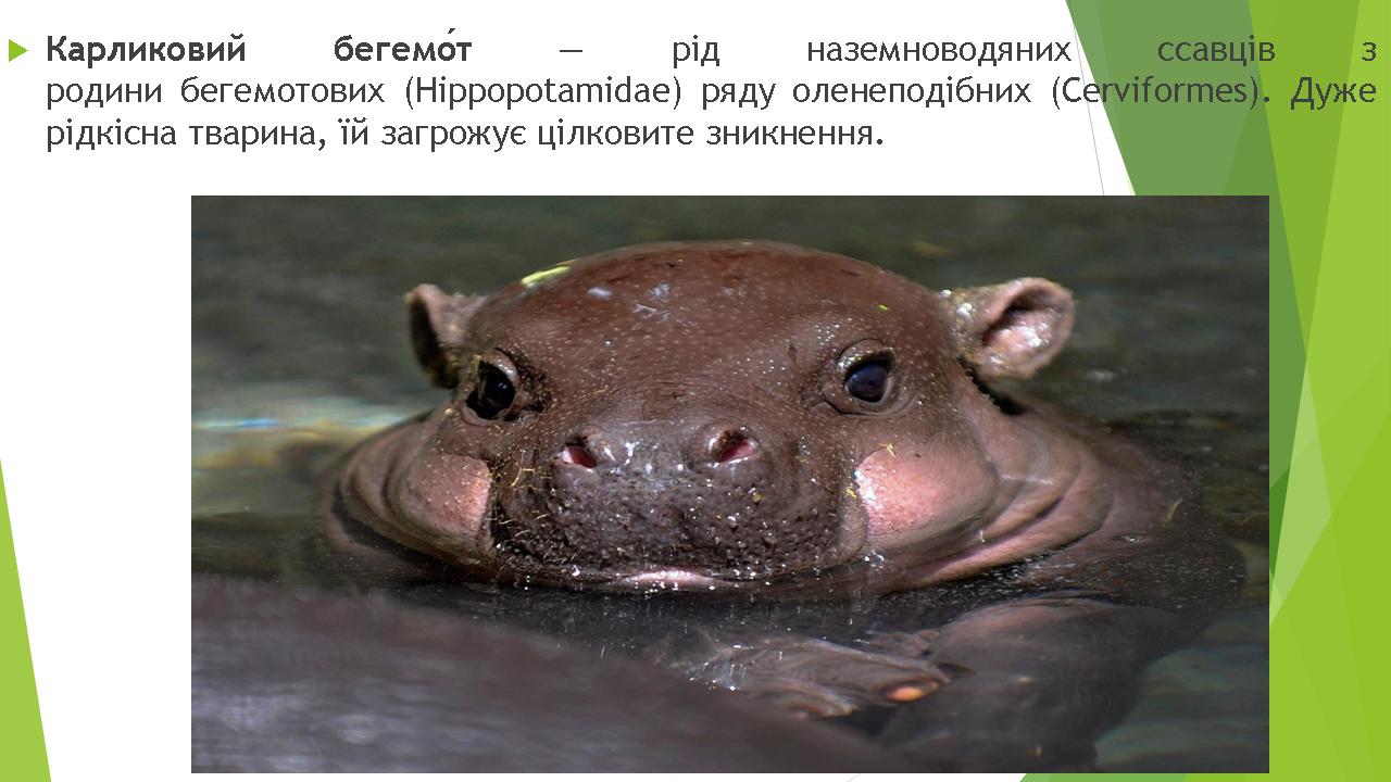 Унікальна біота Африки by Pivovar - Ourboox.com