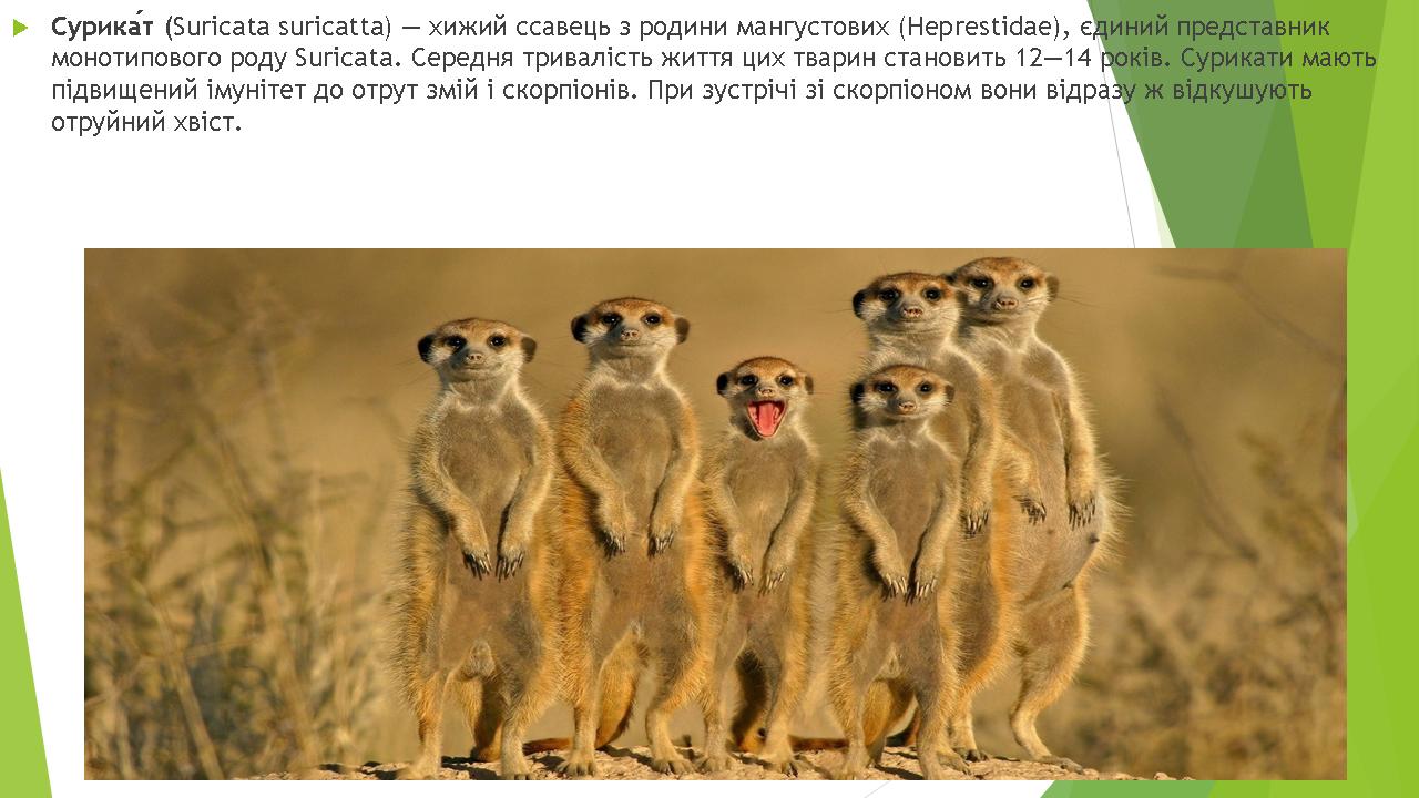 Унікальна біота Африки by Pivovar - Ourboox.com