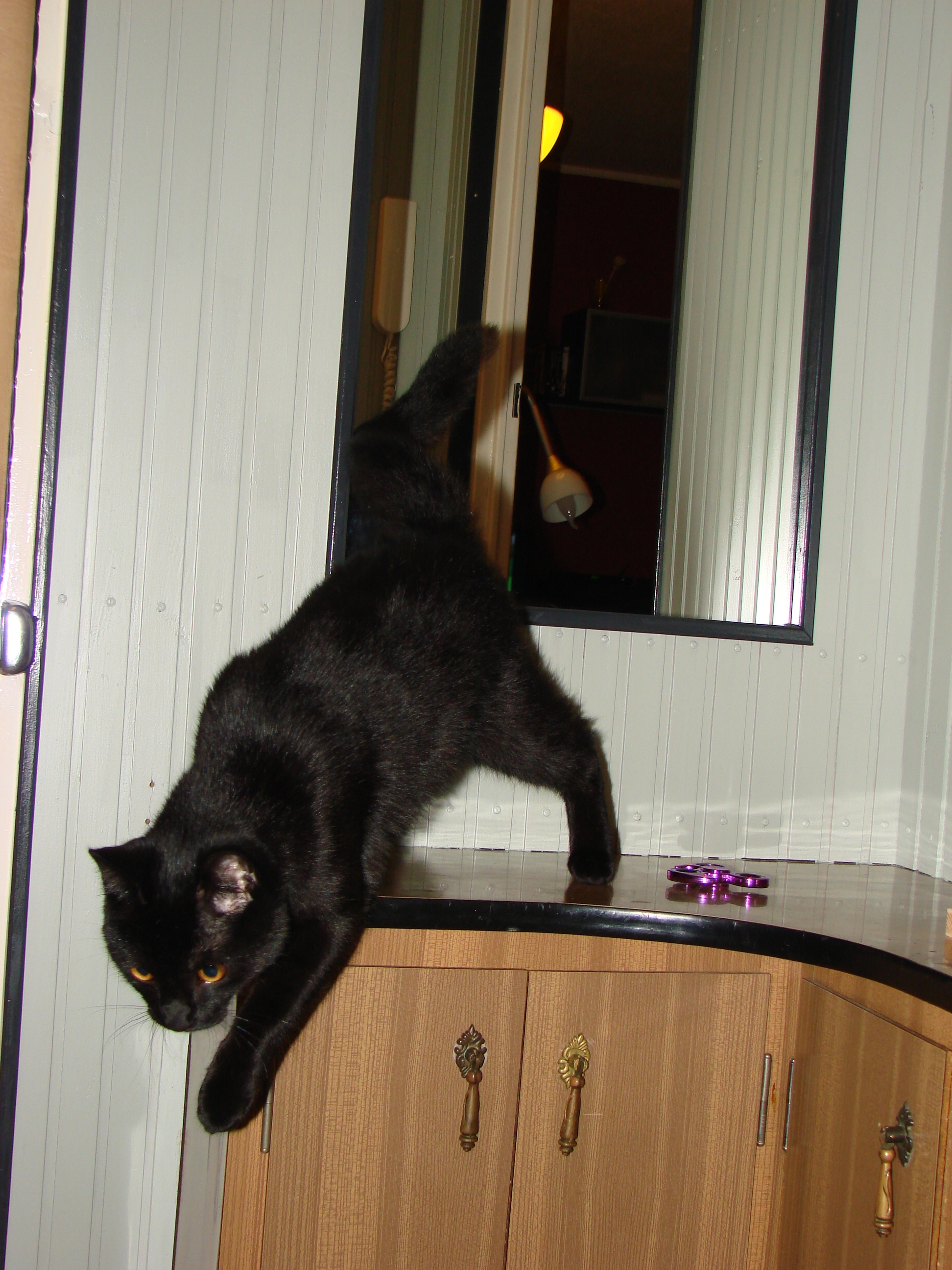 I LOVE ANIMALS ETwinning project by Nafsika Koulouri - Illustrated by I love animals partners - Ourboox.com