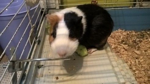 I LOVE ANIMALS ETwinning project by Nafsika Koulouri - Illustrated by I love animals partners - Ourboox.com