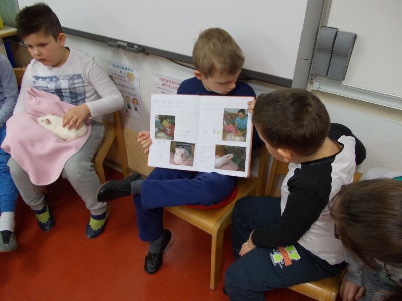 I LOVE ANIMALS ETwinning project by Nafsika Koulouri - Illustrated by I love animals partners - Ourboox.com