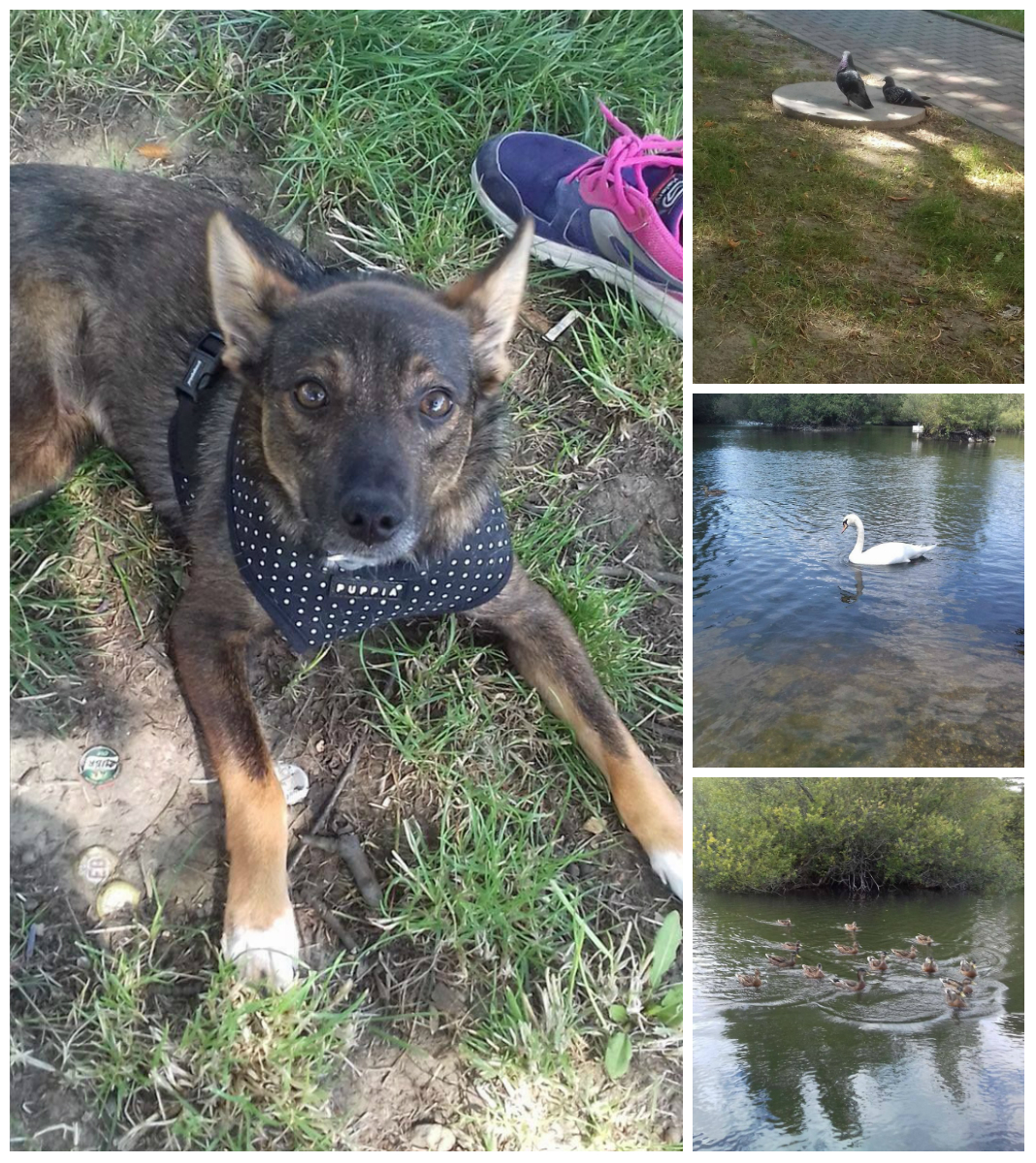 I LOVE ANIMALS ETwinning project by Nafsika Koulouri - Illustrated by I love animals partners - Ourboox.com