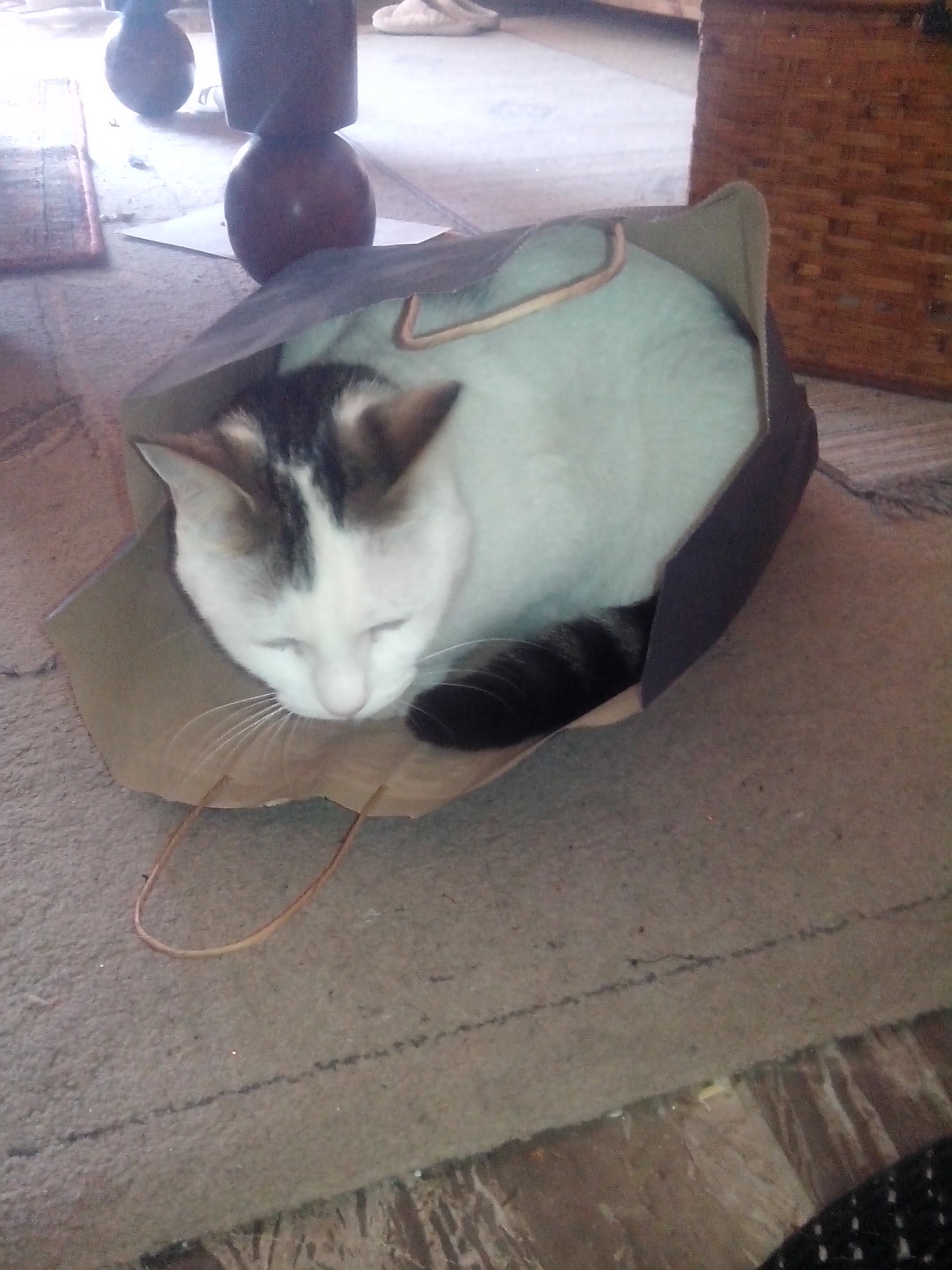 I LOVE ANIMALS ETwinning project by Nafsika Koulouri - Illustrated by I love animals partners - Ourboox.com