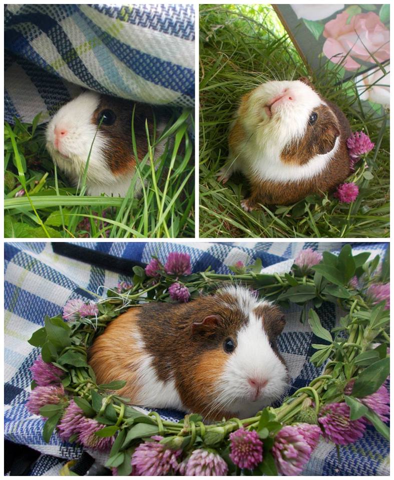 I LOVE ANIMALS ETwinning project by Nafsika Koulouri - Illustrated by I love animals partners - Ourboox.com