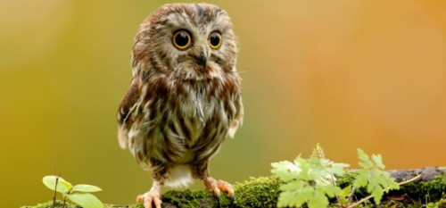 فصل الصيف by asmhan - Ourboox.com