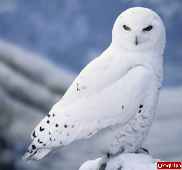 فصل الربيع by asmhan - Ourboox.com