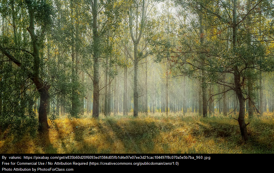 A busy day by Martina Maruelli - Ourboox.com