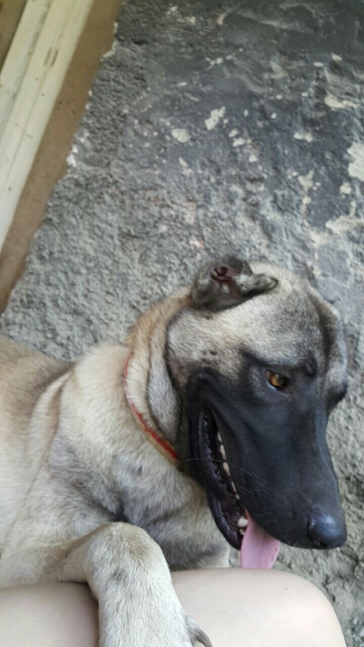 I LOVE ANIMALS ETwinning project by Nafsika Koulouri - Illustrated by I love animals partners - Ourboox.com