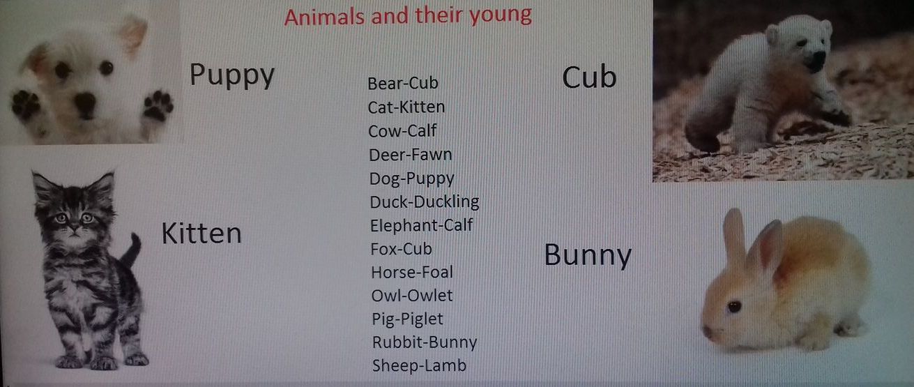 I LOVE ANIMALS ETwinning project by Nafsika Koulouri - Illustrated by I love animals partners - Ourboox.com