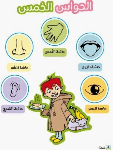 الحواس الخمس by Amal Bader - Illustrated by المعلمة   أمل بدر  - Ourboox.com