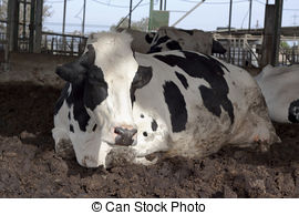 פרה שומרת שבת by ayala vizel - Ourboox.com