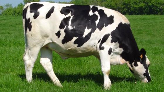 פרה שומרת שבת by ayala vizel - Ourboox.com