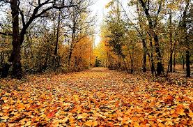 فصل الخريف by areen and sjood - Illustrated by سجود مواسي  - Ourboox.com